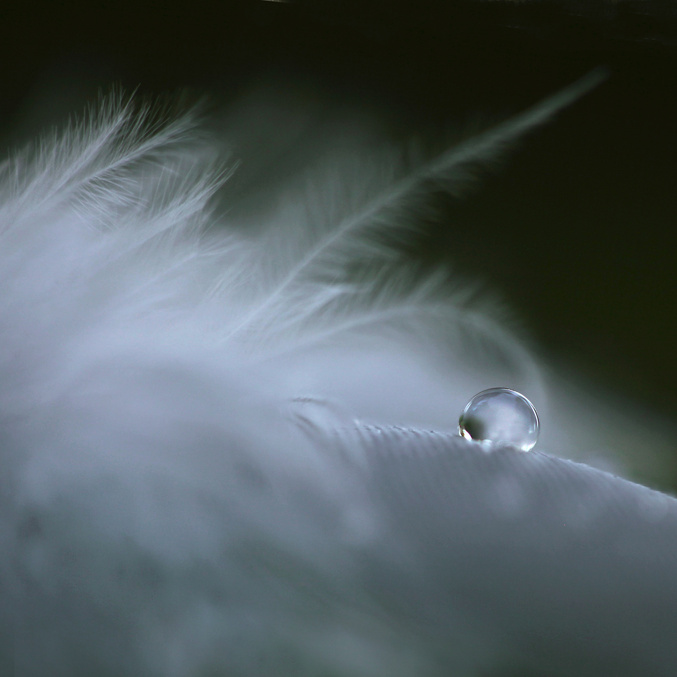 Water Drop on a Feather